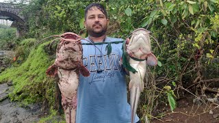 catfish #fishing #hunting #jk #fish #amazing #mumbai #maharashtra