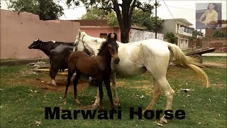 Marwari Horse