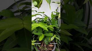 JANGAN SALAH PRUNING‼️BEGINI CARA YANG AMAN❗full video di youtubeku❗bantu subscribe🌱