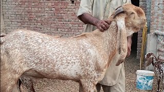 Goat farming in pakistan