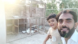 Parvazi Chhat per new pigeon baby Aaj Aaya Hua Hai #MAsadBirds #babypigeonka #shauk