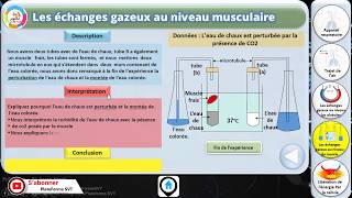 Les échanges gazeux au niveau musculaire