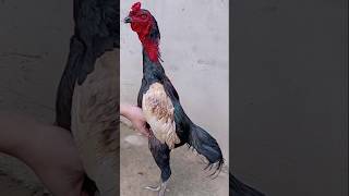 Ayam keren "hitam & putih"