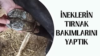 İNEKLERİN TIRNAK BAKIMLARINI YAPTIK / İnekler İçin Tırnak Bakımı