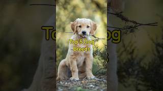 Top 5 Dog Breeds #shorts #dogbreeds #animals