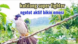 burung kutilang gacor, super fighter, ngotot aktif bikin emosi