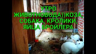 КРОЛИКИ, КОЗА, ИНДОУТКИ, КУРЫ, КАК ПРОХОДИТ УТРО В ХОЗЯЙСТВЕ