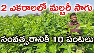 V1 వెరైటీ బాగుంది Mulberry farming @MalleshAdla