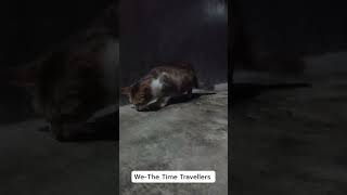 Cat Chintu hunting time|We-The Time Travellers #cat #catlover #catvideos #youtubeshorts #sikkim