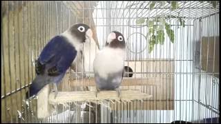 Violet Masked Lovebird Pair