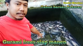 Gurami siyap panen menjelang Tahun baru // Banyuwangi