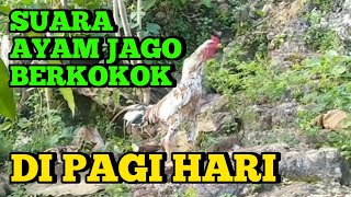 Suara Ayam Jago Berkokok Di Pagi Hari