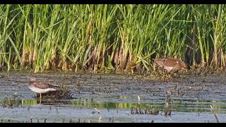 Seltenes Tüpfelsumpfhuhn Porzana porzana am alten Elbarm in Nordsachsen am Abend _ Vogelbeobachtung