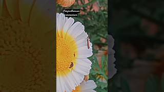 Flower and insects #nature #insects #flowers #crysanthemum #shorts