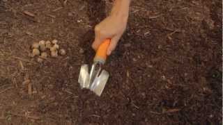 Dig.Drop.Done - How To Plant Summer-Blooming Bulbs