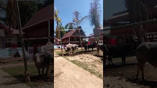 KERBAU Mahal Berderatan di RITUAL RAMBU SOLO' Toraja