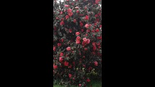 Camelia Bush Blooming 2-28-24 | on my Homestead in USDA zone 8 | SEE DESCRIPTION FOR INFORMATION