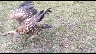 Release of Griffon Vulture