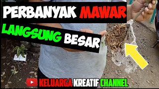 CANGKOK MAWAR LANGSUNG BESAR