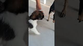 pincher adopta a cachorros #funny #parati #fypyoutube #fypシ゚viral #fypシ #mascotas #reels #dog