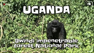 UGANDA |  Bwindi Impenetrable National Park | 4