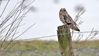 Vögel am Dümmer_Februar 2024_Bildershow