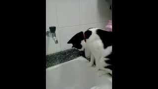 Gatinho tenta abrir a torneira para beber água!