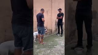 Pitbull que avançou no meu rosto