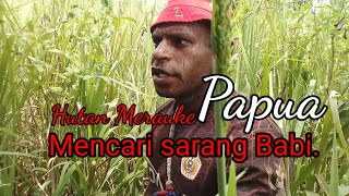 Mencari sarang babi di hutan Merauke Papua.