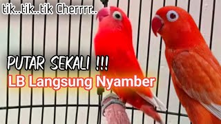 Suara Burung Lovebird NGEKEK PANJANG, Pancingan Lovebird PALING CEPAT BIKIN BUNYI