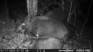 Wild boars fight over getting to the tar tree/Mežacūkas pie darvas koka