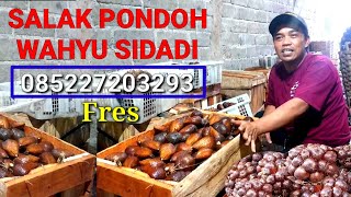 Salak Pondoh Banjarnegara Selalu fres