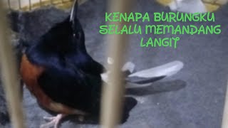 Murai batu kurang kalsium dan thiamin