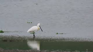 Spatola inanellata / Diga del Basentello / Platalea  leucorodia