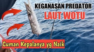 MANCING IKAN PREDATOR DI LAUT WOTU