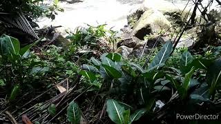 Wow Disini Sarangnya Aglonema Neon, Monstera Amydrium, Homalomena Di Tepian Sungai