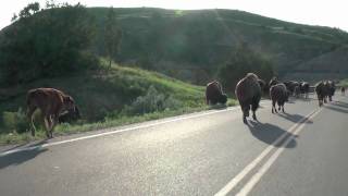 Bison walking in Theodore Roosevelt National Park