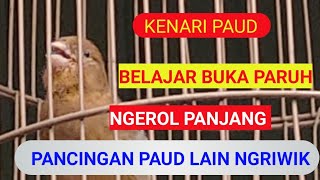 MASTERAN KENARI PAUD AGAR NGRIWIK PANJANG