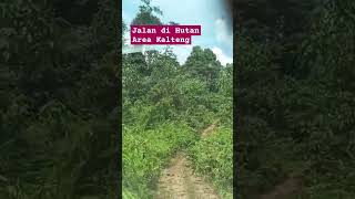 JALAN JALAN DI HUTAN AREA KALIMANTAN TENGAH