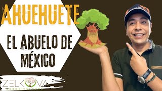 Ahuehuete: El Abuelo de los Mexicanos