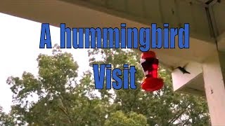 Surprise visit from 2 hummingbird in the morning rain on my birthday