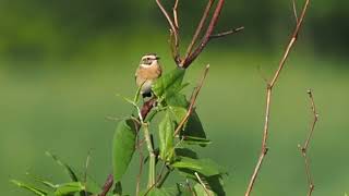 Braunkehlchen jagen Insekten _ Vogelbeobachtung