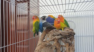 African Love Birds (albs1,albs2 ,perso&opa line)