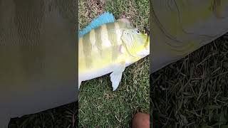 Azulão na meia água #shorts #pesca #pescaria