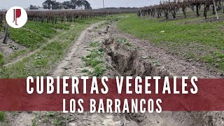 Cubiertas vegetales. Los barrancos