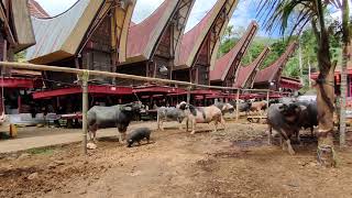 Menerima Tamu. Hari Duka di RITUAL PEMAKAMAN TORAJA