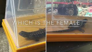 How To Tell Between Male And Female Blue Belly Lizards!