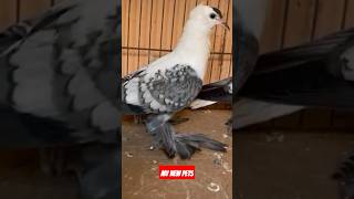 Fancy pigeon mutation #youtubeshorts #ytshorts #viralshort #shorts #birdslover #animallover