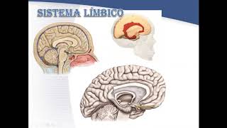 SISTEMA LIMBICO GRUPO G3