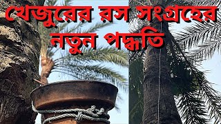 খেজুর গাছ কাটার পদ্ধতি,খেজুরের রস সংগ্রহের পদ্ধতি, খেজুর রস, খেজুর গাছ ,date juice,#JIBONRJIBIKA